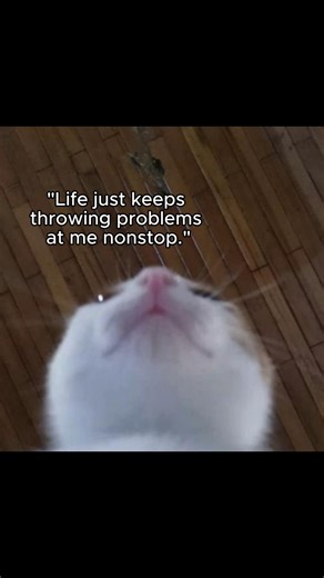 Wise Wizard Cat on Instagram: "Life will always bring challenges you cannot control. Mastery comes not from resistance, but from adaptation. Every wave teaches balance, patience, and resilience. Ride the currents, and you’ll find strength in the very storms that once threatened you."