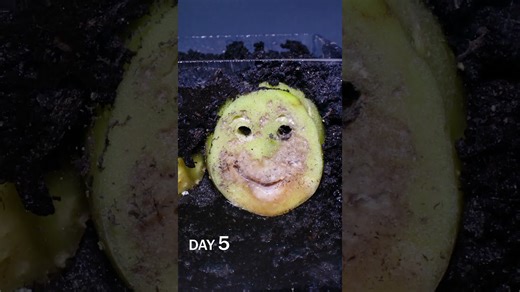 Potato slices to soil time lapse