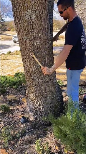 Protect Tree From Splitting #treeservice #treework #treecare #treebrace #brace #landscaping