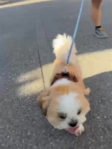 #shihtzupuppies #shihtzulove #puppiesforsale #shihtzubaby #doglovers #puppyavailable #petlovers #shihtzulife #puppyhome #dogbreeder | Home Raised Shitzu Puppies For New Homes