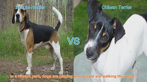 Meet the Beagle-Harrier and Chilean Terrier: A Comparison of Two Playful Breeds