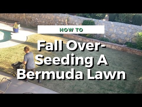 How To Over Seed Your Bermuda Lawns With Rye Grass Seed