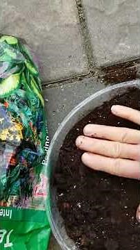 Growing Hop Trees from Seeds