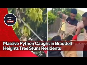 Massive Python Caught in Braddell Heights Tree Stuns Residents
