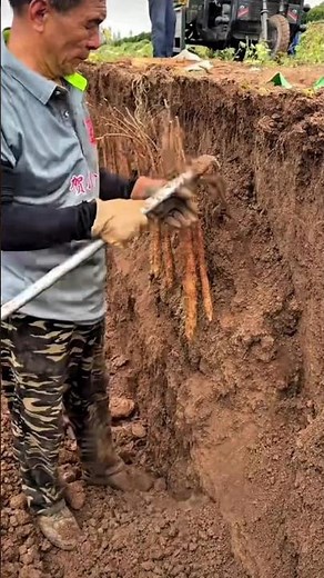 Harvesting Yams from a Wall of Dirt