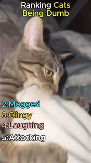 Ranking cats being dumb😂😂(subscribe)