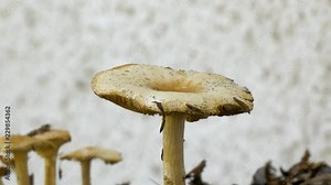 Close up of a mushroom or toadstool in autumn which has become home for a pair of earwigs and a fly. A few smaller mushrooms appear in the background against a white exterior wall Stock Video