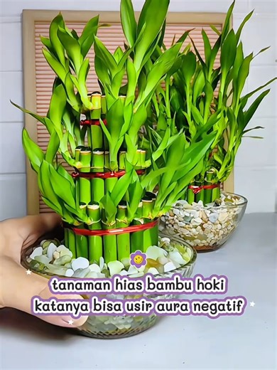 bambu hoki murah #tanamanhias #tanamanviral #tanamanhiasmurah #bambuhoki #imlek2026