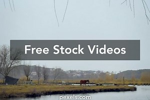 Animal Flex Videos, Download The BEST Free 4k Stock Video Footage & Animal Flex HD Video Clips