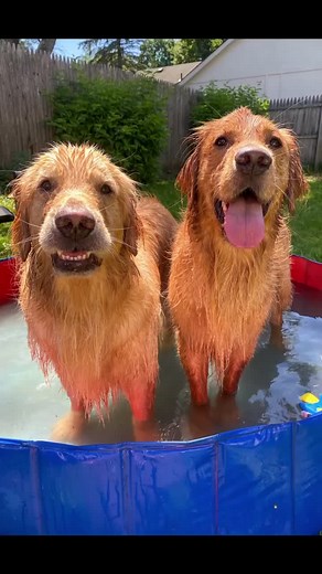 Pool day with the boys #summer #happy #fyp