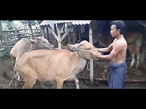 Nih sapi kalo udah dateng musim kawin 😍