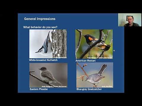 Mini-Tutorial: Basic Bird Identification