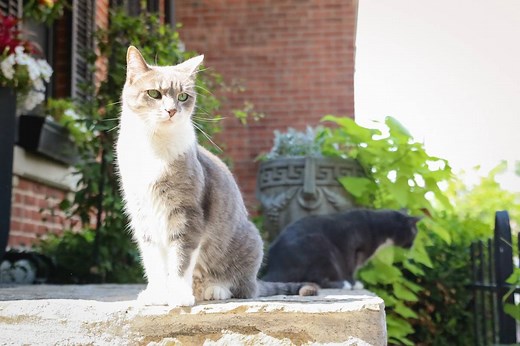 Do Cats Really Have 9 Lives ?Here's 9 Reasons Why They Do