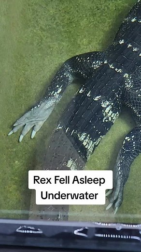 Snake Discovery on TikTok