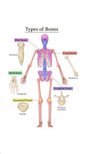 General Anatomy - Types of Bones in the Human Skeleton #anatomy #bones