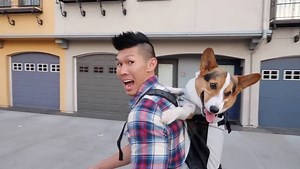 7.2K views · 29 reactions | K9 Sport Sack is the #1 best selling dog backpack carrier in the world! We'll let Ryen Lung and Gatsby speak for us - k9sportsack.com | K9 Sport Sack | Facebook