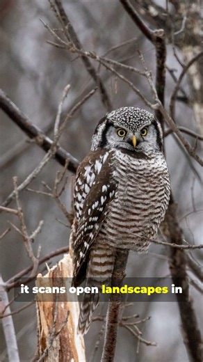 The northern hawk owl is a rare daytime hunter of northern forests #naturereels #facts #wildlife