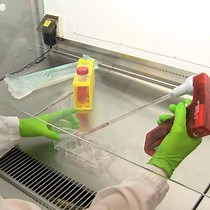 Video: A Method for Measuring Metabolism in Sorted Subpopulations of Complex Cell Communities Using Stable Isotope Tracing