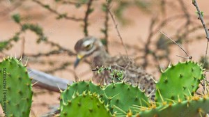 Long lens rack focus of a spotted thick-knee (Burhinus capensis) bird preening itself behind a cactus plant during the morning in Africa.