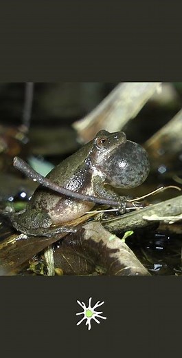 Spring Peeper Peeping #nature #amphibians