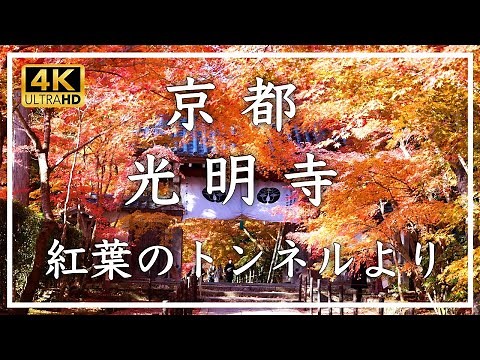 京都紅葉🍁 光明寺 〜京都市の南、長岡京市にある浄土宗の古刹。紅葉のトンネルで有名な秋の名所です[No.494]