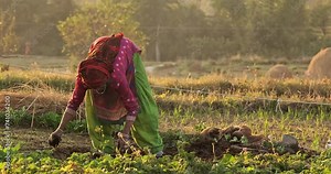 In the rustic village, a lady tends to potato fields, embodying tradition and resilience amid nature's embrace.