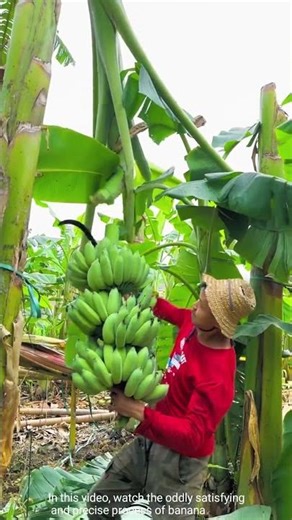 Satisfying Banana Harvesting Process - Nature's Bounty in Action