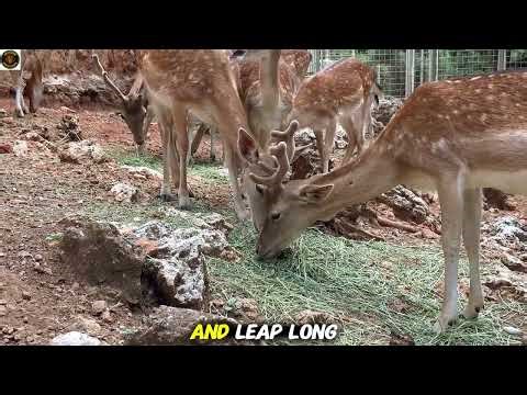 Deer: Nature’s Fastest & Most Graceful Survivor | Amazing Wildlife Facts | #DeerFacts #wildlife