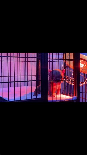 GRASSGREMLIN92 (@grassgremlin92)’s videos with Mission Impossible Theme (Movie Trailer Mix) - Dominik Hauser