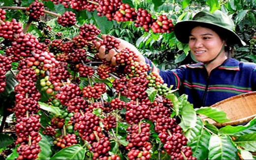 咖啡的一生｜现代农业种植和收获咖啡豆
