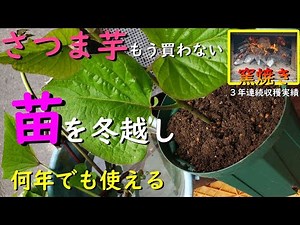 【３年連続収穫実績あり】もうさつま芋の苗は買わないでください！簡単にツルを冬越しさせる方法