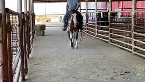 3.4K views · 146 reactions | Lot #70 “TONTO” 9yo Fancy Paint gelding...