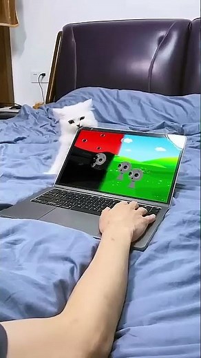 Cat Bites Laptop Screen While Watching Sprunki Intro Squid Game 2 #sprunki