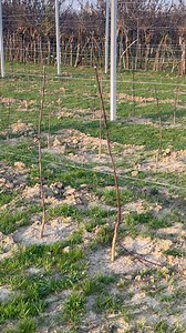 24K views · 256 reactions | Our New Orchard site-2 for Observation of Our Own Nursery Plants and Imported plants. | Hi-Five Agro Skills | Facebook