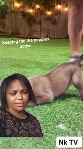 1.8K views · 86 reactions | Procedure on how to train active puppy k-9 to adult k9 | NK TV | Facebook