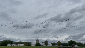 1.6K views · 45 reactions | Fall migration has begun for many...