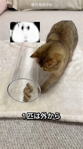 What happens when a cat is too greedy 😂❤️