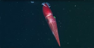 The curious eyes of the cockeyed squid • MBARI