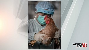 2022 avian influenza outbreak hits 12th flock in Indiana