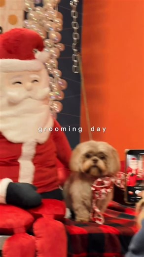 TEDDY 🐾 on Instagram: "Really REALLY thought we’d have to drive to Toronto just to find a good groomer, but luckily we found @barknbubblesdogspa1 ✨ We’re SO ready for the holidays! 🎄🎅📸 #shihtzu #shihtzusofinstagram #doggroomer #hamont #torontodogmoms #shihtzulover"
