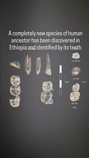 New species of human ancestor discovered