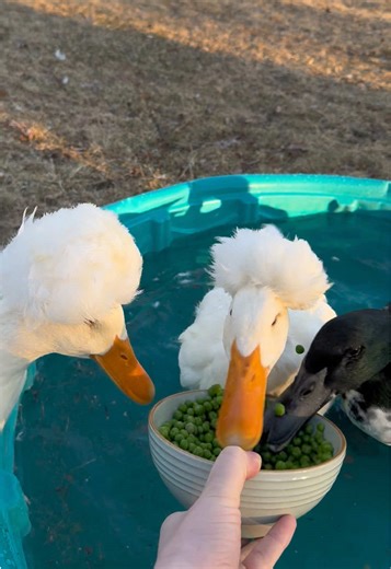 Cute and Silly Ducks Enjoying Peas