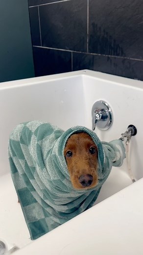 First grooms are so special. We get to set the experience your dog will have of grooming & we always do our best to keep them as comfortable as possible. 💙 | Paws & Relax