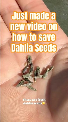 How do i save dahlia seeds?! #dahliaseeds
