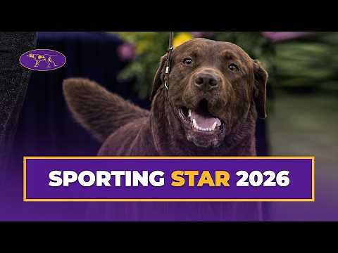 Cota The Chesapeake Bay Retriever Wins the Sporting Group | Westminster Kennel Club 2026