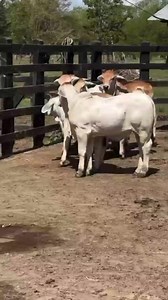 10 BREEDING COMBO 40K for Any 10 (Cattle) (First come first serve) Both gender available Same amount 6 Months for LAY-BY customers or FULL PAYMENT OFFER VALID TILL 19th OF MAY Please NOTE you can purchase and keep them here and pay monthly for upkeep NO PAYMENT ALLOWED AT THE FARM Rightafter Phumula Nathi you can see our farm before the bridge Majuba Newcastle Kzn South Africa 063 066 6000 | Celliers Jaques Page