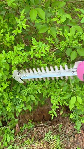 This Little Trimmer Fixed My Overgrown Bush FAST 🌿😳