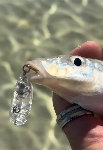 Topwater Whiting Fishing Adventures in Australia