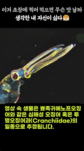 유리 공예 장인도 놀랄 심해 생물의 미친 비주얼 #DeepSea #BlackwaterDiving #OceanLife #MarineBiology #Squid