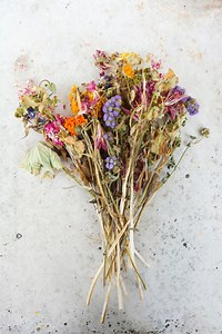 Dried flowers: Where to buy, best varieties and arrangement tips